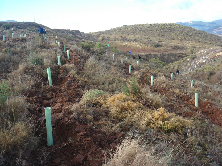 La imagen muestra las repoblaciones de diversas especies realizadas en el monte, todas ellas ligadas a los sistemas forestales del noroeste murciano.