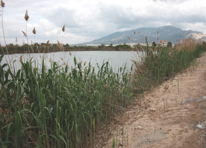 El antiguo lagunaje de la depuradora, convertido en un humedal idóneo para las aves