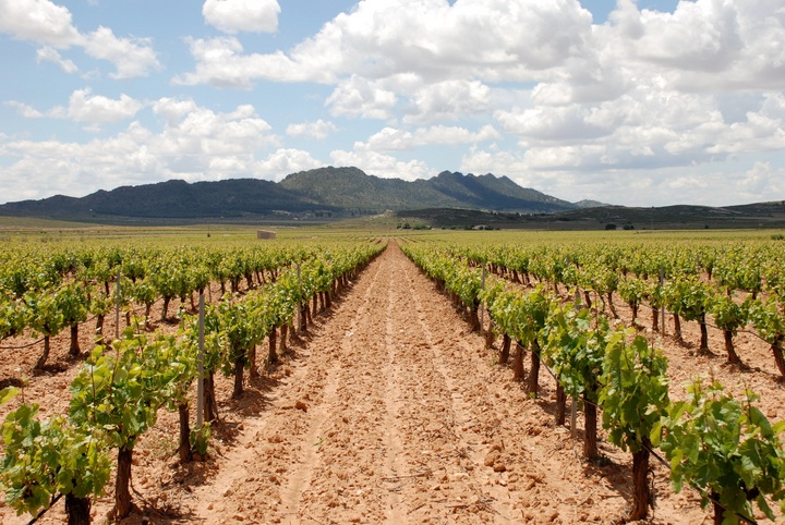 Plantación de viñedos