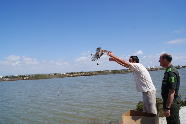 Suelta de un ejemplar de la gaviota Audouin en las Salinas de San Pedro del Pinatar