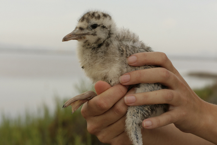 La imagen muestra un ejemplar de gaviota picofina