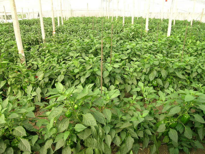 Cultivo de pimiento en invernadero