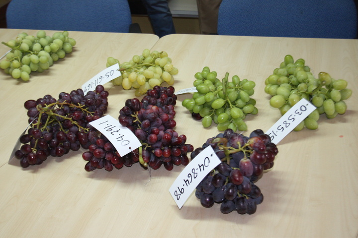 Variedades de uva sin pepita de la finca ITUM