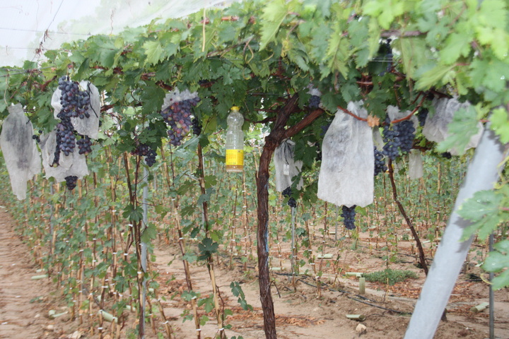 La finca experimental ITUM en Blanca