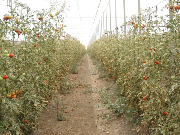 Cultivo de tomate en invernadero