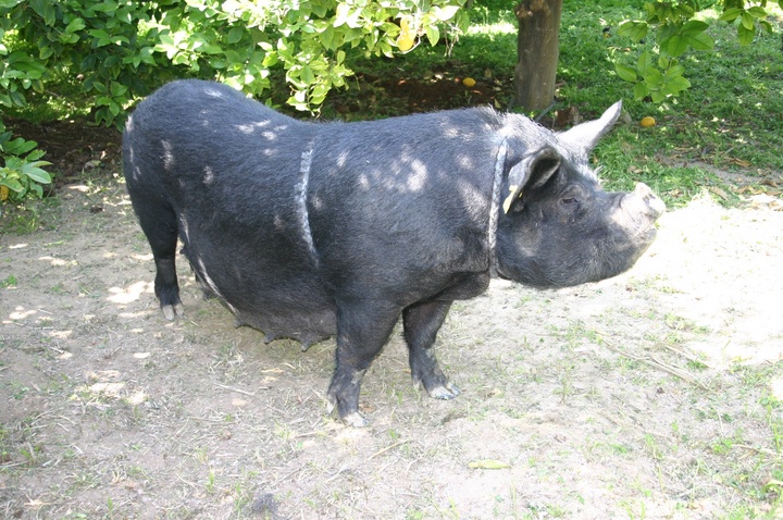 Un ejemplar de Chato Murciano