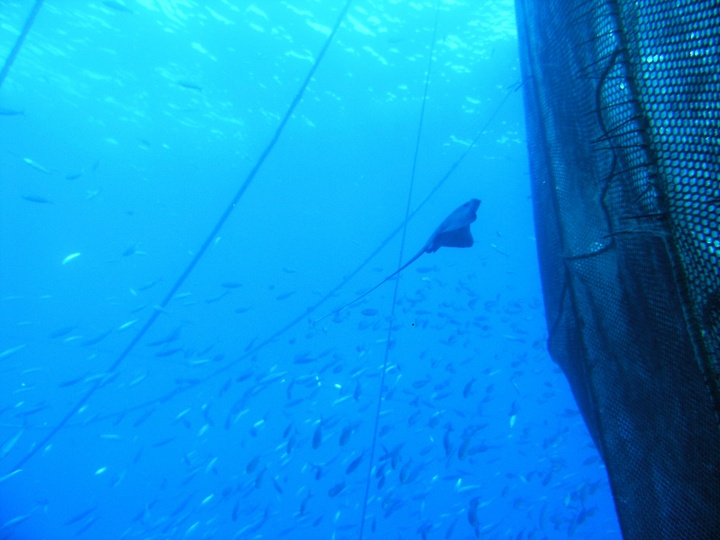Perspectiva submarina de ictiofauna salvaje asociada a unas instalaciones de cultivo de peces en mar abierto
