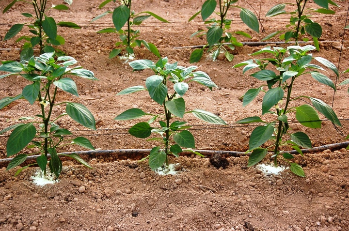 Plantas injertadas en líneas de pimientos autóctonas