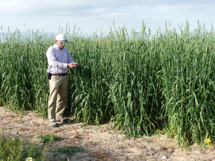 Cultivo de gramínea perenne (Phalaris tuberosa) en una finca experimental del IMIDA