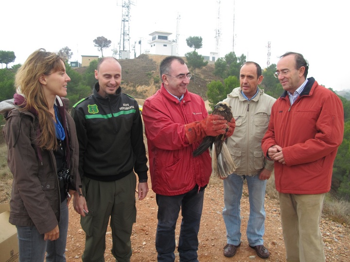 Liberación de tres aves rapaces en el Parque Regional de El Valle y Carrascoy (2)