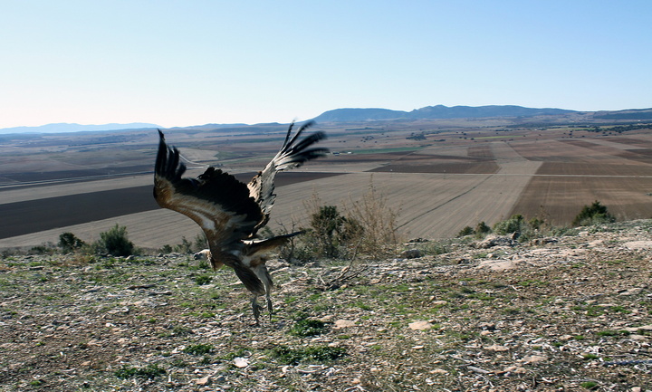 Liberación de un ejemplar del buitre leonado