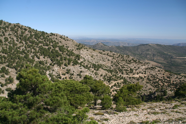 La Comunidad dona 24.000 ejemplares de especies forestales a distintas organizaciones