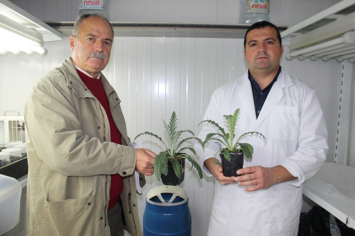 Técnicas de cultivo in vitro para la obtención de nuevas variedades de alcachofa