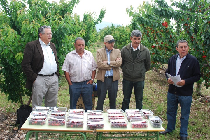 Muestra variedades de cerezo