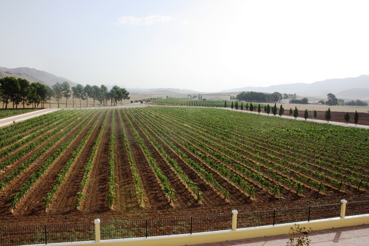 Viñedos de la Región de Murcia