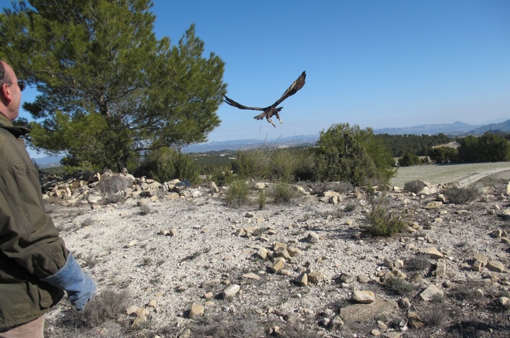 Liberación de un ejemplar adulto de águila real tras su paso por el Centro de Recuperación de Fauna Silvestre
