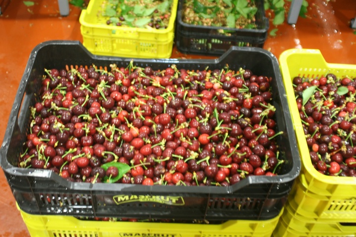 Cerezas recolectadas en la finca Toli, en Jumilla