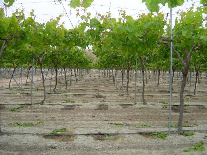 Cultivo de uva de mesa