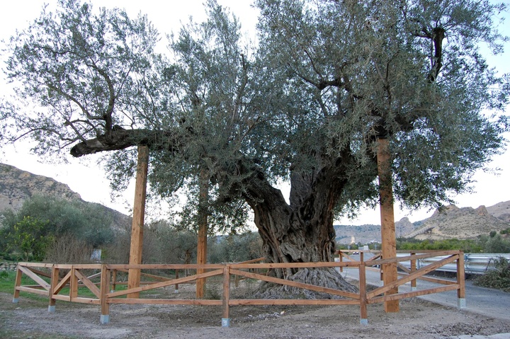 Olivera centenaria