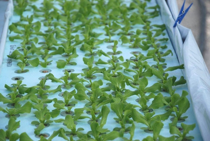 Proyecto de investigación para potenciar el cultivo de canónigos