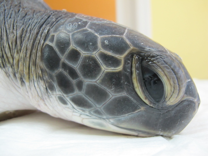 Primera liberación de una tortuga verde en la Región (1)