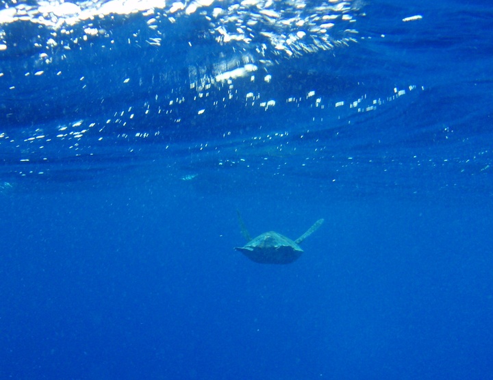 Primera liberación de una tortuga verde en la Región (2)