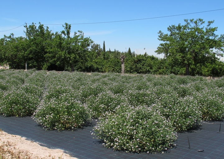 La Consejería de Agricultura investiga las aplicaciones de la Tedera, una planta silvestre (1)