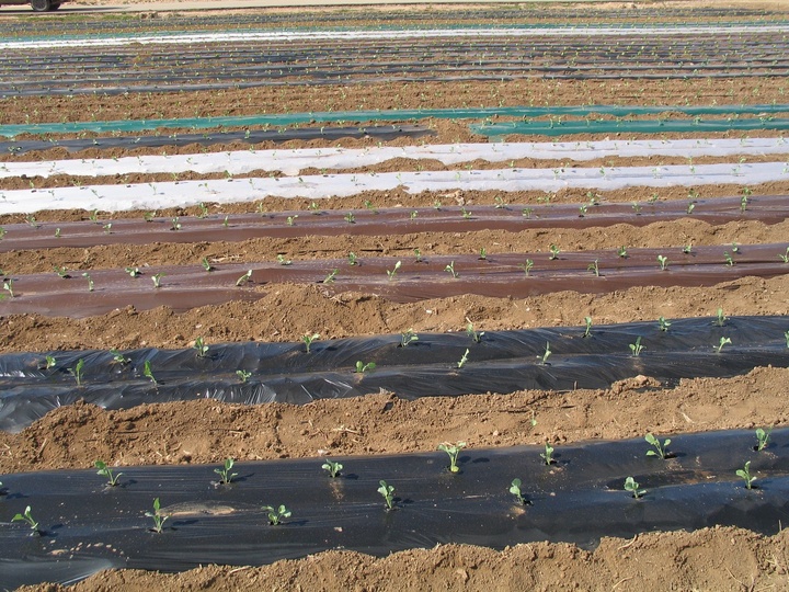 Acolchados en cultivos agrícolas