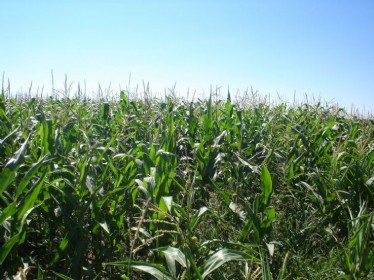 Evaluación de la rentabilidad del cultivo del maíz en el Campo de Cartagena