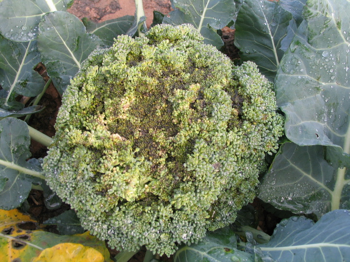 Investigación sobre la enfermedad de la Alternaria en el cultivo de bróculi