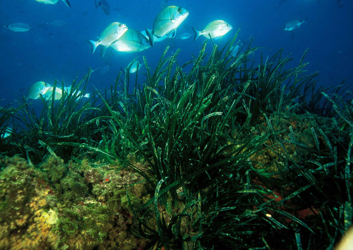 Praderas de Posidonia oceánica