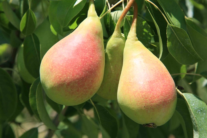 Pera de Jumilla