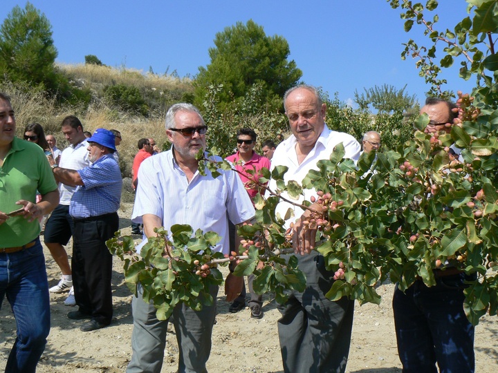 Cultivo del pistacho en el Noroeste de la Región
