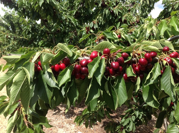 Estudio de la producción sostenible de cereza de alta calidad