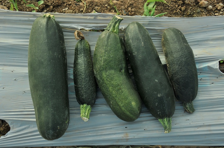 Nueva virosis en cultivos hortícolas