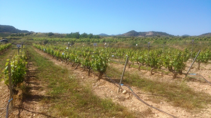 Proyecto del IMIDA para incrementar la calidad de la uva y el vino