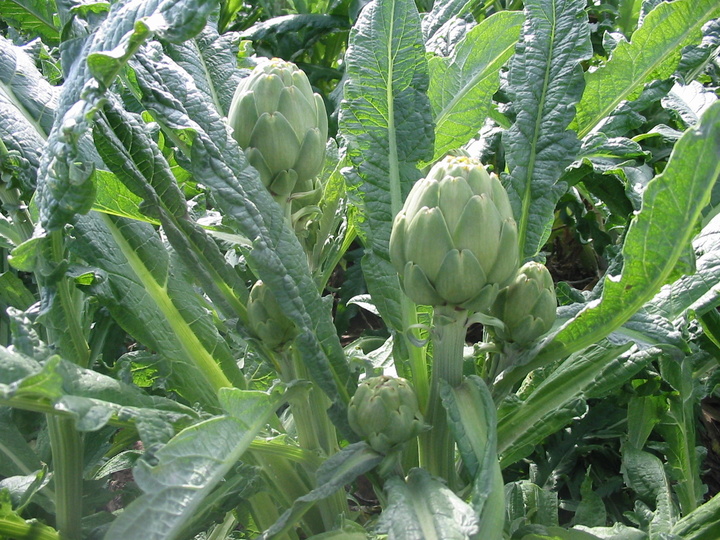 Plantación de alcachofa