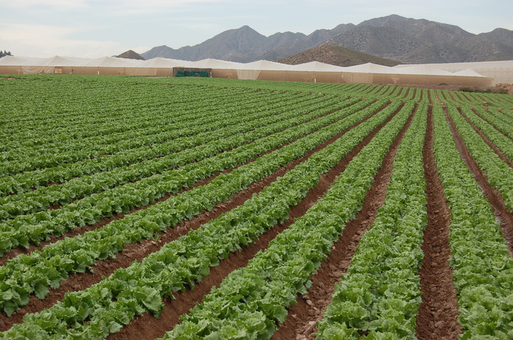 Una de las plantaciones de lechuga en la Región de Murcia