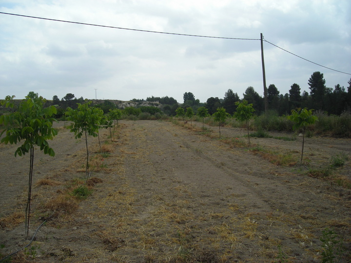 Aspecto de la plantación de nogal en Moratalla