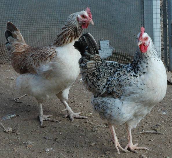 Imagen de dos gallinas murcianas