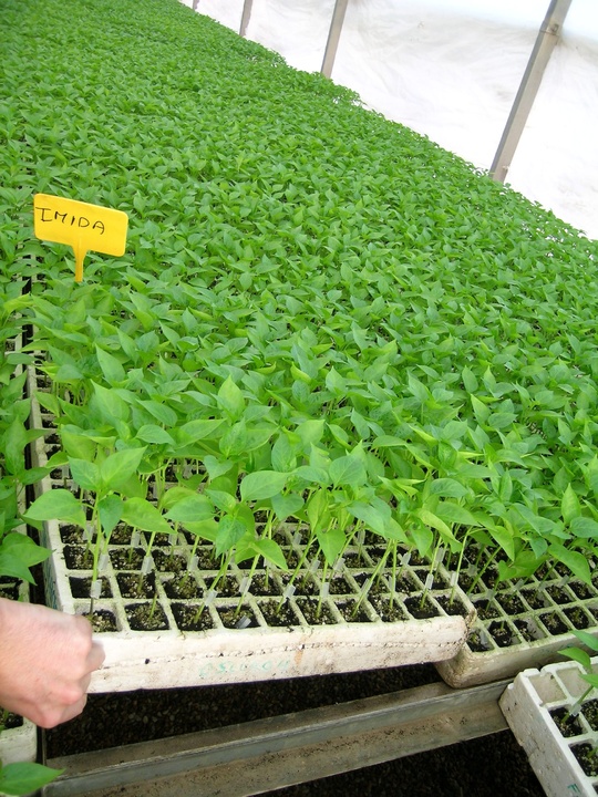 Patrones resistentes a plagas en el cultivo de pimiento en invernadero