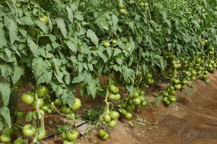 Cosecha de tomate en la Región de Murcia