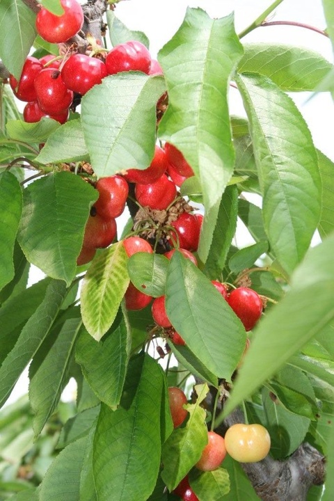 Producción de cereza en la Región de Murcia