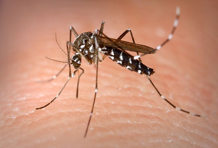 Mosquito tigre