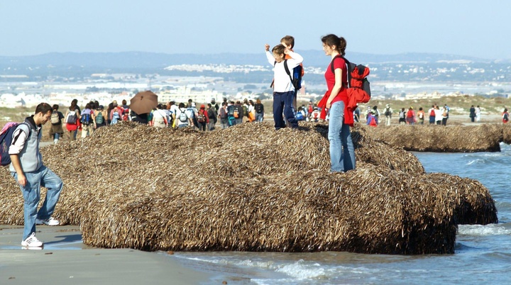 Arribazones de posidonia oceánica en una playa.