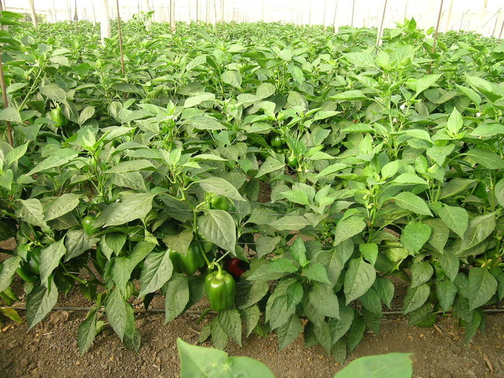 Producción de pimiento en la Región de Murcia