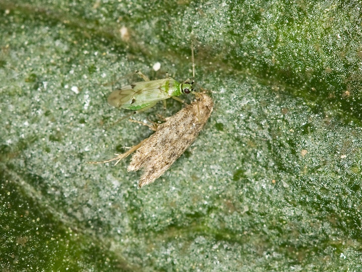 La imagen muestra ejemplares de Nesidiocoris y Tuta absoluta