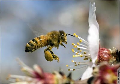 Polinización de las abejas