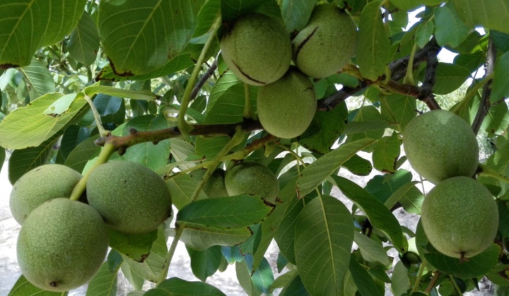 Frutos de uno de los nogales de la plantación experimental