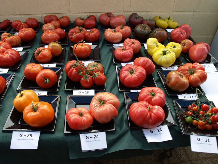 Nuevas variedades de tomate ensayadas en la finca 'La Pilica', en Águilas.